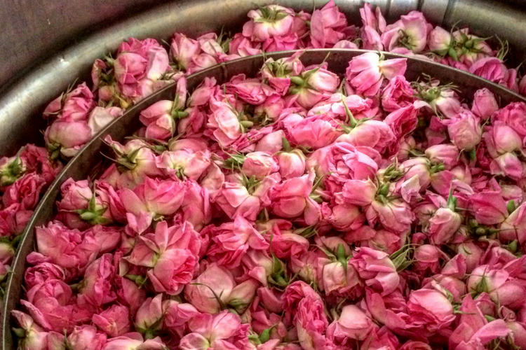 1637118825761115.png roses.png